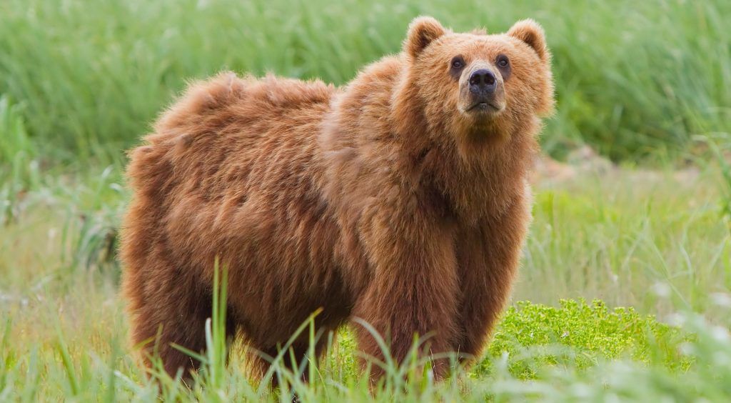 Кто-то говорит нам о засыпании на зиму, мы сразу представляем большого коричневого храпящего медведя в заснеженном гроте