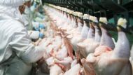 Ассоциация мясников и производителей холодного мяса Республики Польша хочет, чтобы Польша восстановила позиции ведущего производителя мяса в мире