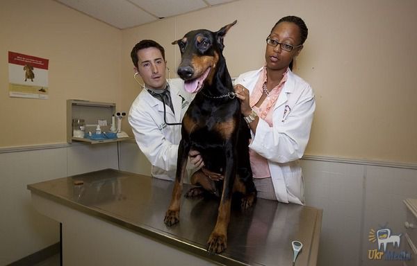 Сегодня - День ветеринарного врача - одна из самых гуманных праздников