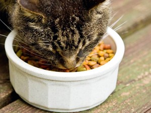 Наш ветеринар действительно против сухой пищи, но я слышу разные вещи от ветеринаров других друзей